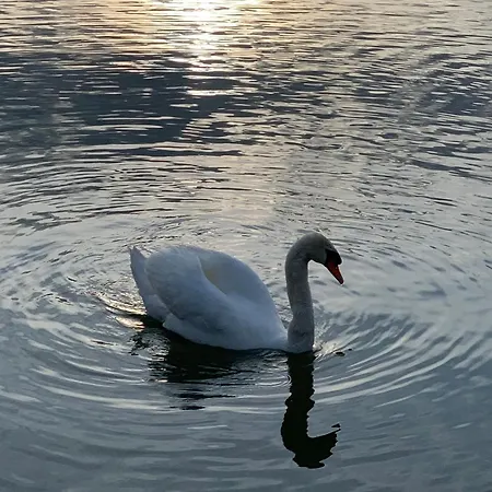 The Ugly Duckling Apartman Dormelletto